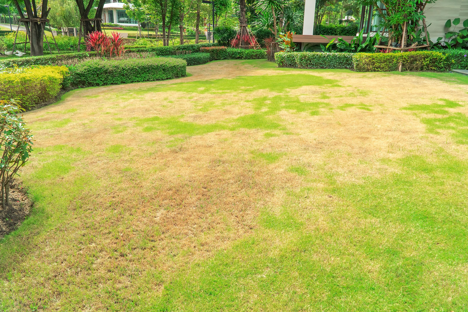 Reviving-a-Dead-Lawn