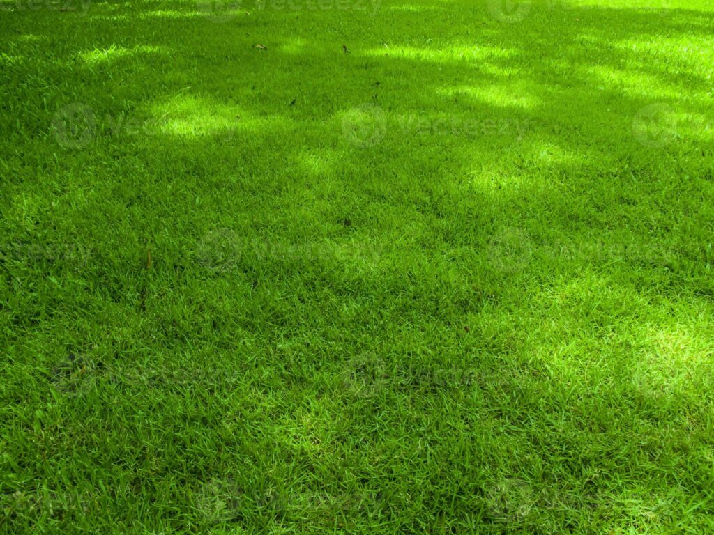 green-grass-fresh-in-the-park-grass-field-texture-lawn-background-photo